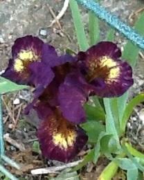 Photo of Iris 'Ballistic' (Dwarf Bearded Iris)