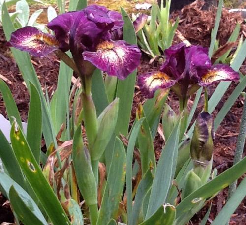 Photo of Iris 'Ballistic' (Dwarf Bearded Iris)