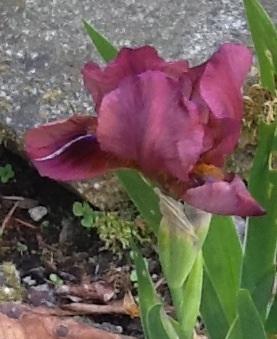 Photo of Iris 'Lady in Red'