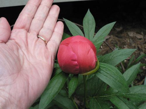 Photo of Paeonia 'Coral N Gold' (Peony)