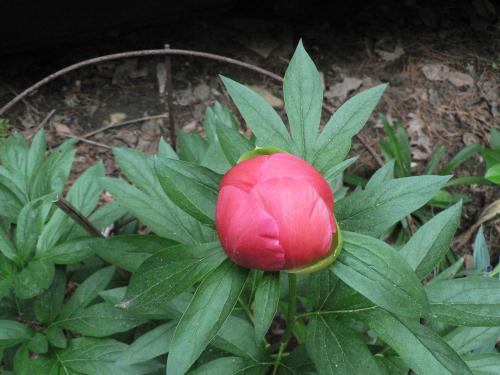 Photo of Paeonia 'Coral N Gold' (Peony)