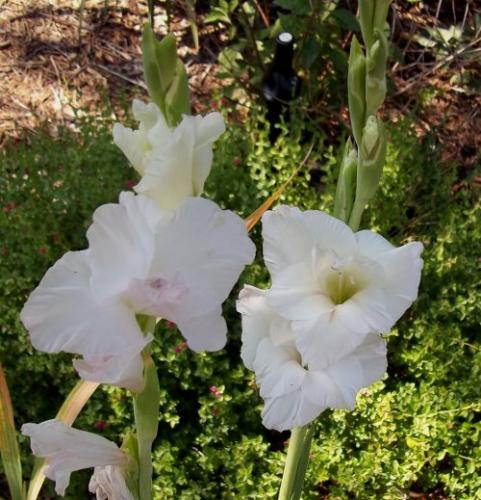 Photo of Gladiolus 'White Prosperity' (Gladiola)