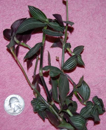 Photo of Callisia elegans (Striped Inch Plant)