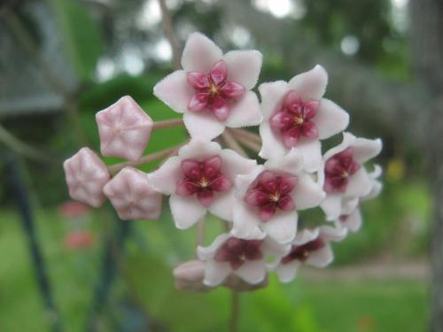 Photo of Hoya obovata (Porcelain Flower)