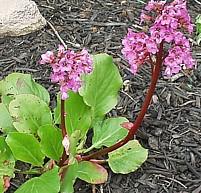 Photo of Bergenia cordifolia