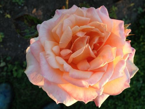 Photo of Rosa 'Arizona' (Rose)