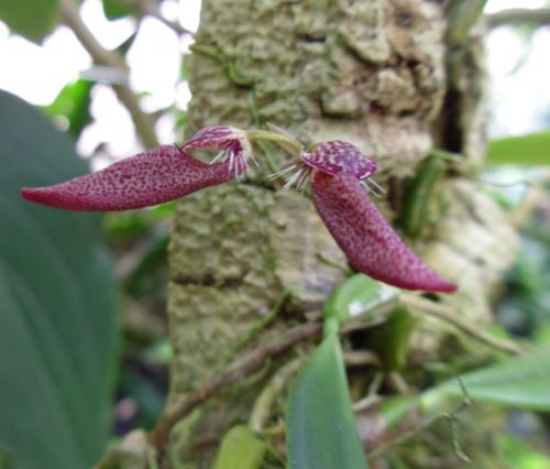 Photo of Bulbophyllum mirum (The Enchanting Bulbophyllum )