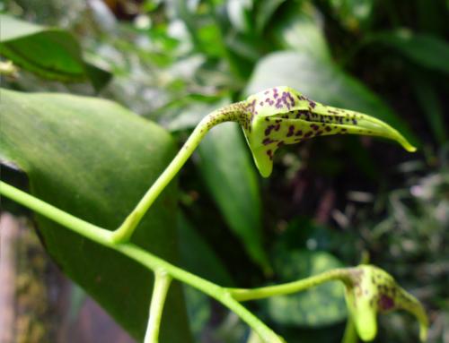 Photo of Dendrobium alexandrae (Alexandra's Dendrobium)