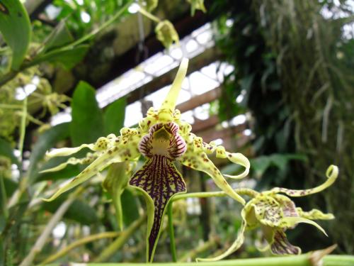 Photo of Dendrobium alexandrae (Alexandra's Dendrobium)