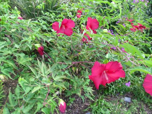 Photo of Hibiscus moscheutos 'Lord Baltimore' (Hardy Hibiscus)