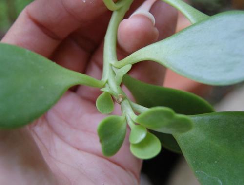 Photo of Kleinia petraea (Trailing Jade)