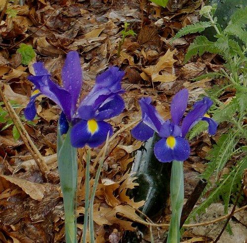 Photo of Iris x hollandica 'Purple Sensation' (Dutch Iris)