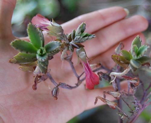 Photo of Kalanchoe x houghtonii (Mother-of-Thousands, Mother-of-Millions)