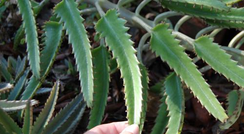 Photo of Kalanchoe x houghtonii (Mother-of-Thousands, Mother-of-Millions)