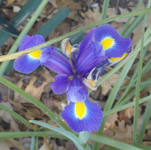Photo of Iris x hollandica 'Blue Magic' (Dutch Iris)