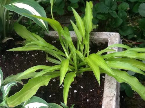 Photo of Hosta 'Chartreuse Wiggles'