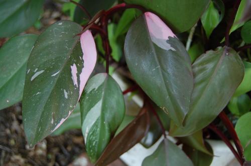 Photo of Philodendron 'Pink Princess'