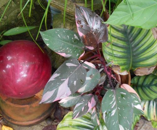 Photo of Philodendron 'Pink Princess'