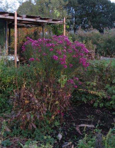 Photo of Symphyotrichum novae-angliae 'September Ruby' (New England Aster, Fall Aster)