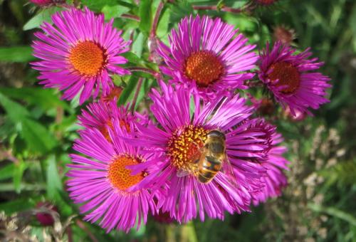 Photo of Symphyotrichum novae-angliae 'September Ruby' (New England Aster, Fall Aster)