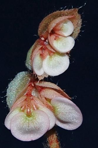 Photo of Begonia erythrophylla (Beefsteak Begonia)