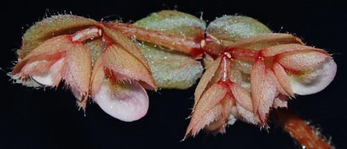 Photo of Begonia erythrophylla (Beefsteak Begonia)