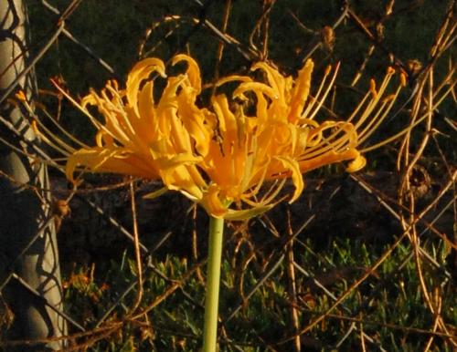 Photo of Lycoris aurea (Spider Lily)