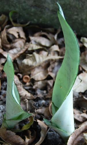 Photo of Sansevieria trifasciata 'Moonshine' (Snake Plant, Mother-in-Law's Tongue)