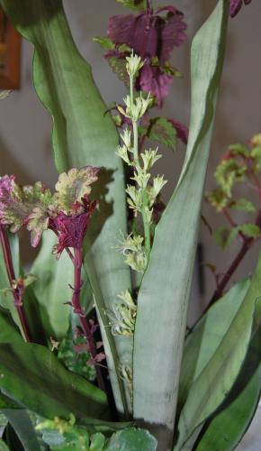 Photo of Sansevieria trifasciata 'Moonshine' (Snake Plant, Mother-in-Law's Tongue)