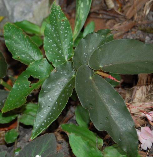 Photo of Begonia 'Castaway' (Angel Wing Begonia)