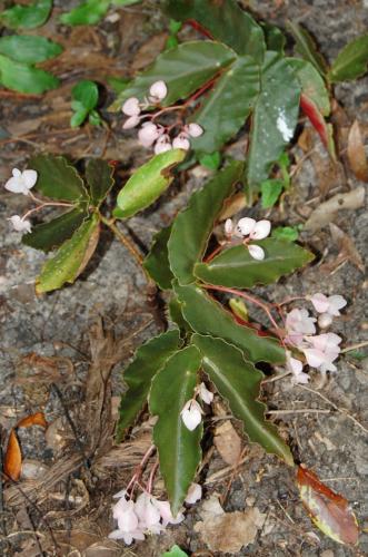 Photo of Begonia 'Castaway' (Angel Wing Begonia)