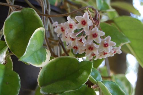 Photo of  Hoya carnosa 'Tricolor' (Wax Plant, Hindu Rope)