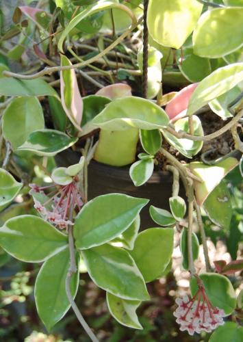 Photo of  Hoya carnosa 'Tricolor' (Wax Plant, Hindu Rope)