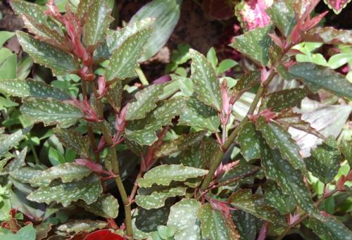 Photo of  Begonia 'Medora'