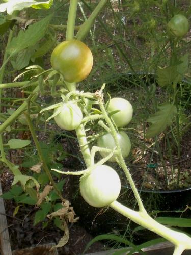 Photo of Lycopersicon lycopersicum 'Black Cherry' (Cherry Tomato)