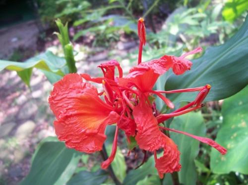 Photo of  Hedychium greenii (Red Butterfly Ginger, Scarlet Ginger)