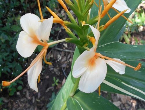 Photo of  Hedychium 'Dr. Moy' (Dr. Moy Hardy Ginger Lily)