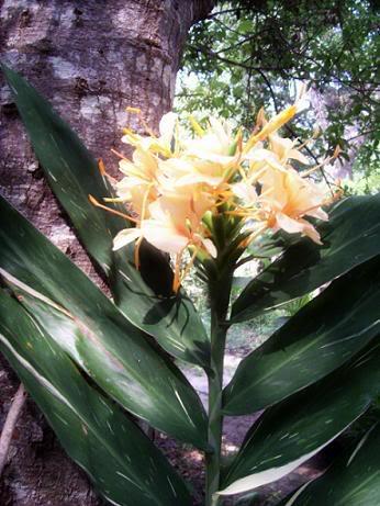 Photo of  Hedychium 'Dr. Moy' (Dr. Moy Hardy Ginger Lily)