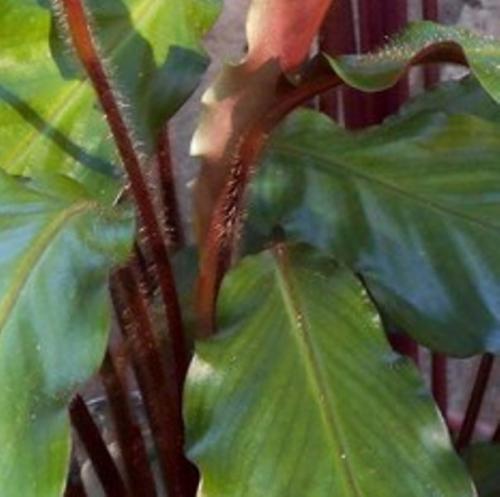 Photo of Calathea rufibarba (Velvet Calathea)
