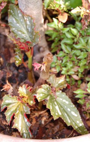 Photo of  Begonia 'Sophie Cecile' (Angel Wing Begonia)