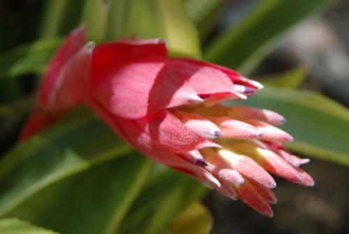 Photo of Billbergia 'Foster's Striate' (Bromeliad)