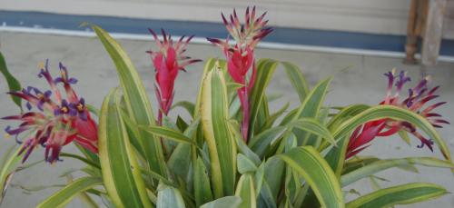 Photo of Billbergia 'Foster's Striate' (Bromeliad)