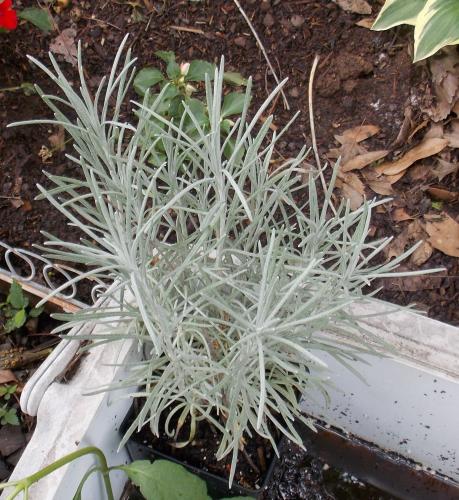 Photo of Helichrysum thianschanicum 'Icicles' (Licorice Plant)