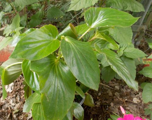 Photo of Begonia 'Bepared' (Dragon Wing Begonia)