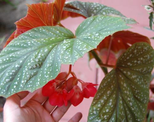 Photo of  Begonia 'Corallina de Lucerne' (Angel Wing Begonia)