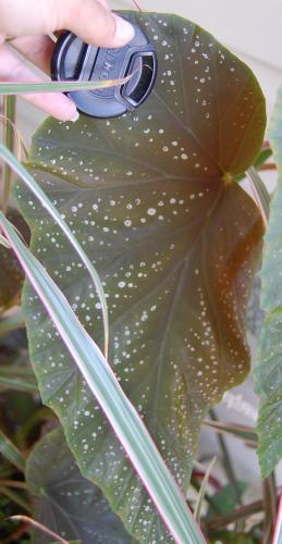 Photo of  Begonia 'Corallina de Lucerne' (Angel Wing Begonia)