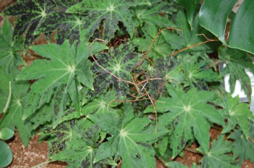 Photo of Begonia crassicaulis
