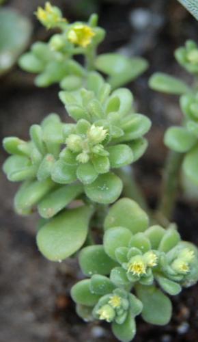 Photo of Aeonium 'Irish Bouquet'
