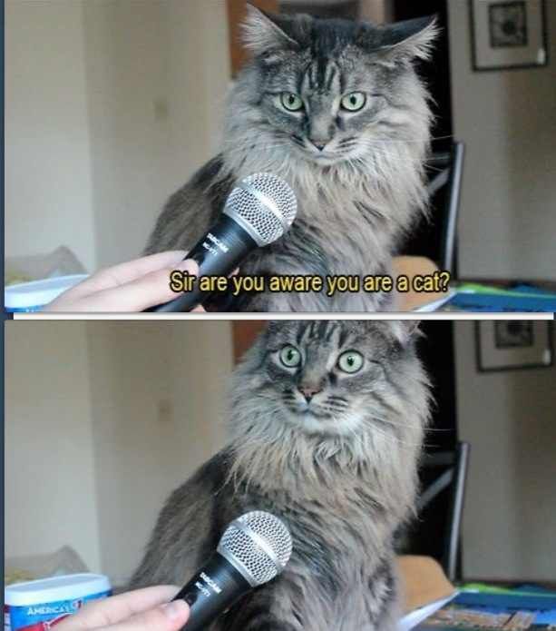 00-0-cat-3.jpg