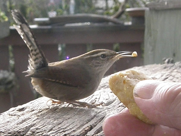 00001wren.jpg